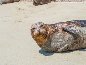 La Lobera, el destino vacacional de los lobos marinos