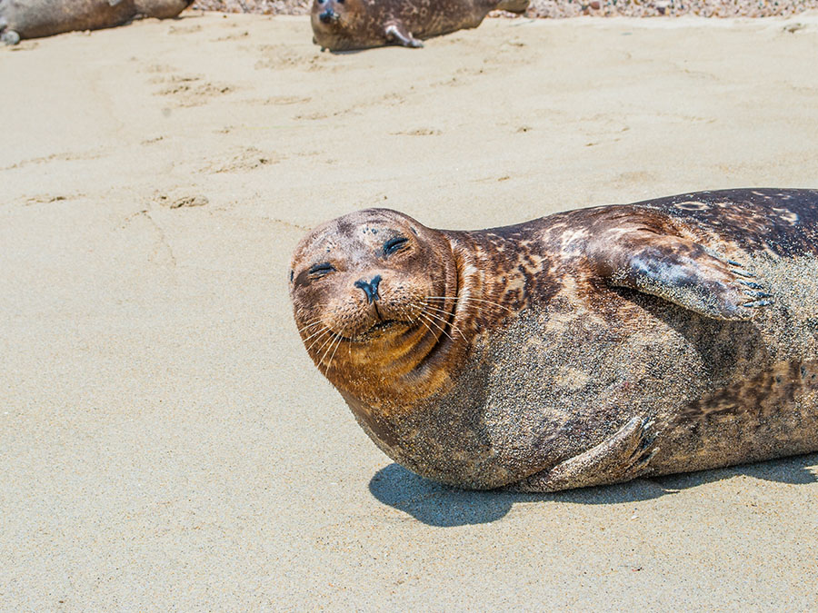 La Lobera, el destino vacacional de los lobos marinos