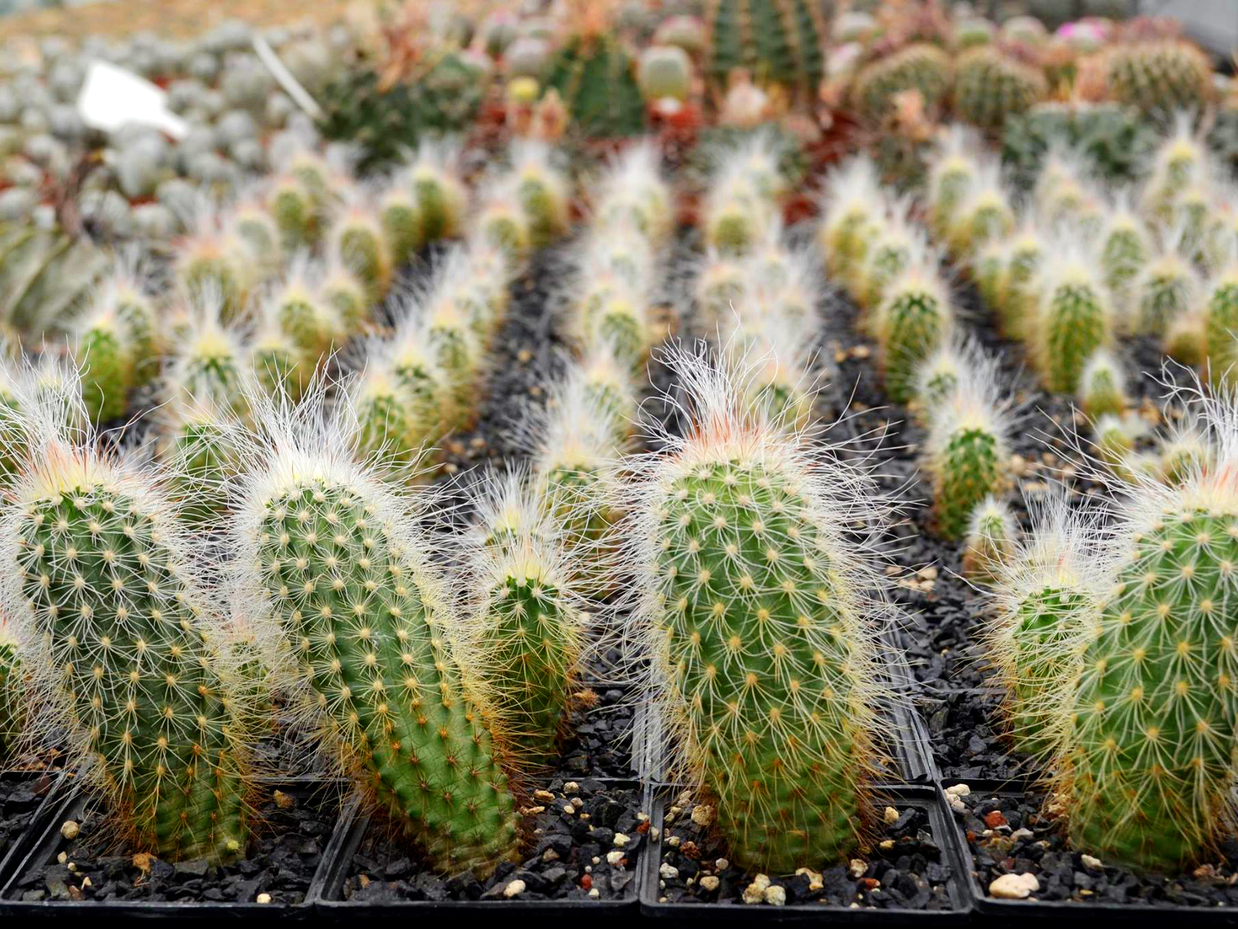 plantas mexicanas en riesgo que puedes adoptar