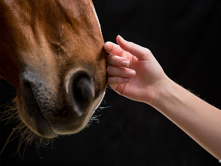 Terapia con caballos 