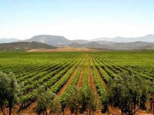 Fiestas de la Vendimia 2017 en Baja California