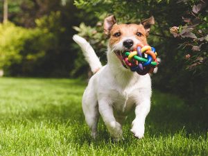 Parques en la CDMX para perros. Parte 1