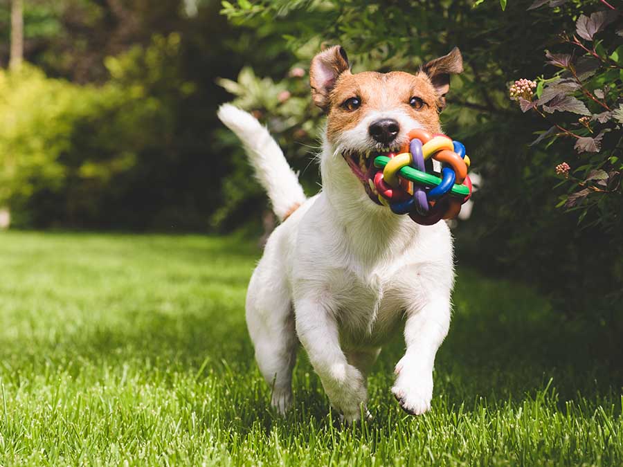 Parques en la CDMX para perros