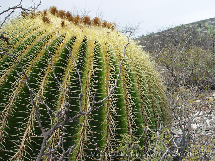 plantas mexicanas en peligro de extinción