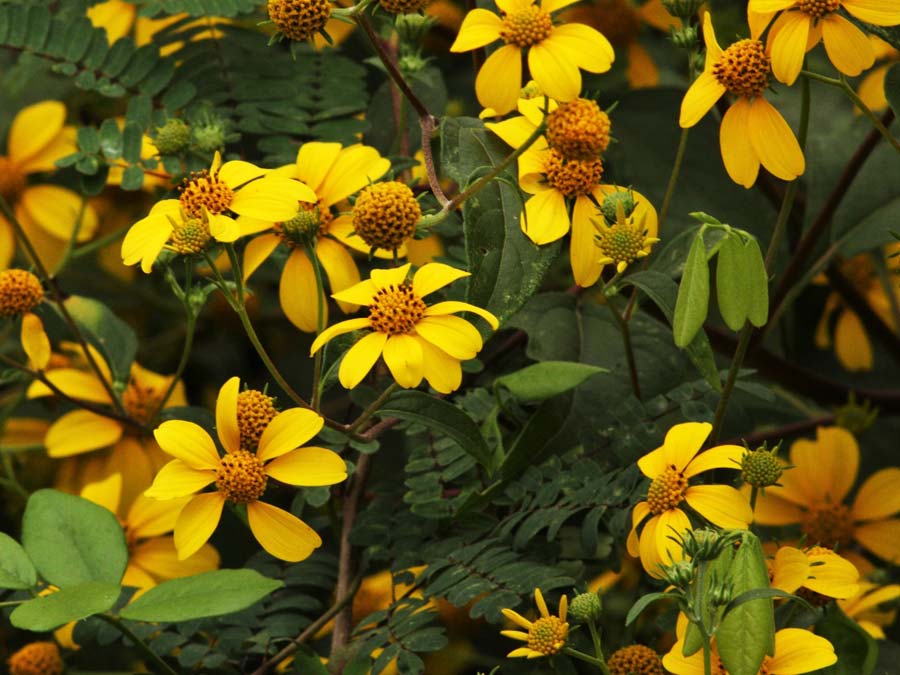 El tajonal es una de las especies polinizadas por las abejas en Yucatán Foto: Pronatura Península de Yucatán