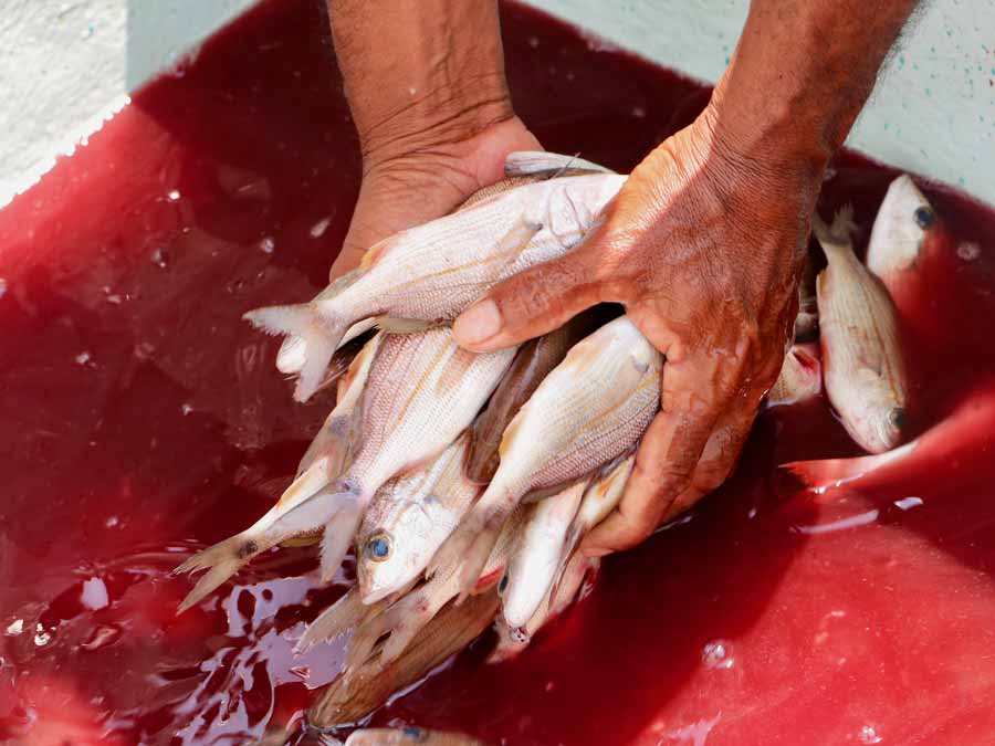 En la sección de ¿Qué comer? te conté del trabajo de buena pesca que se realiza en DOS Restaurante en Veracruz, gracias al chef Erik Guerrero y su alianza con el pescador Heriberto Reyes. Erik cuenta que él y su equipo de cocina hacen diferentes pruebas con el pescado, pero el primer paso siempre es servirlo crudo para que la gente pueda conocer su sabor. Luego, lo procesan, ya sea ahumado, en chicharrón, secado o en escabeche. También lo cocinan de diferentes maneras para ver de qué forma son más ricos. ¡Conoce estos cinco pescados! (Fotos: Cortesía)