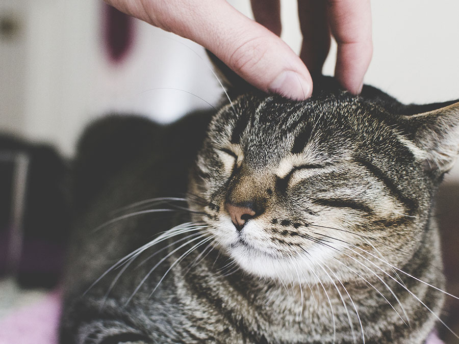 Día Internacional del Gato Callejero o cómo ayudar a los mininos