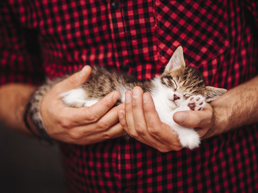 ¿Dónde puedo adoptar un gato? 3 albergues en la CDMX para conocer