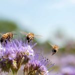 Día Nacional de las Abejas, una fecha dedicada a estos insectos