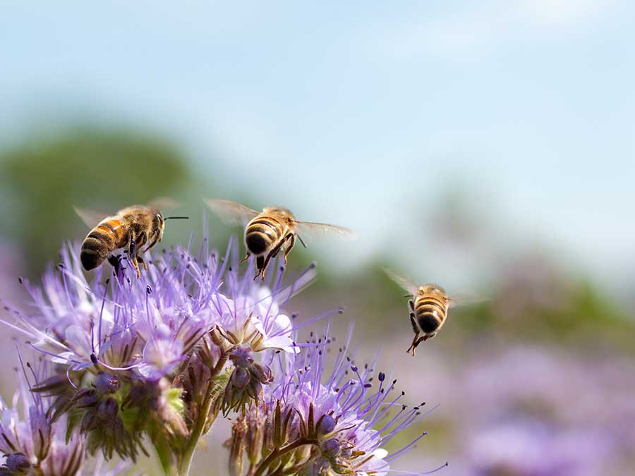 Día Nacional de las Abejas, una fecha dedicada a estos insectos