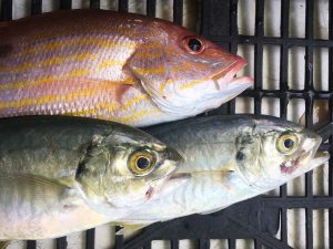 DOS restaurante en Veracruz, de pesca, pescadores y productores