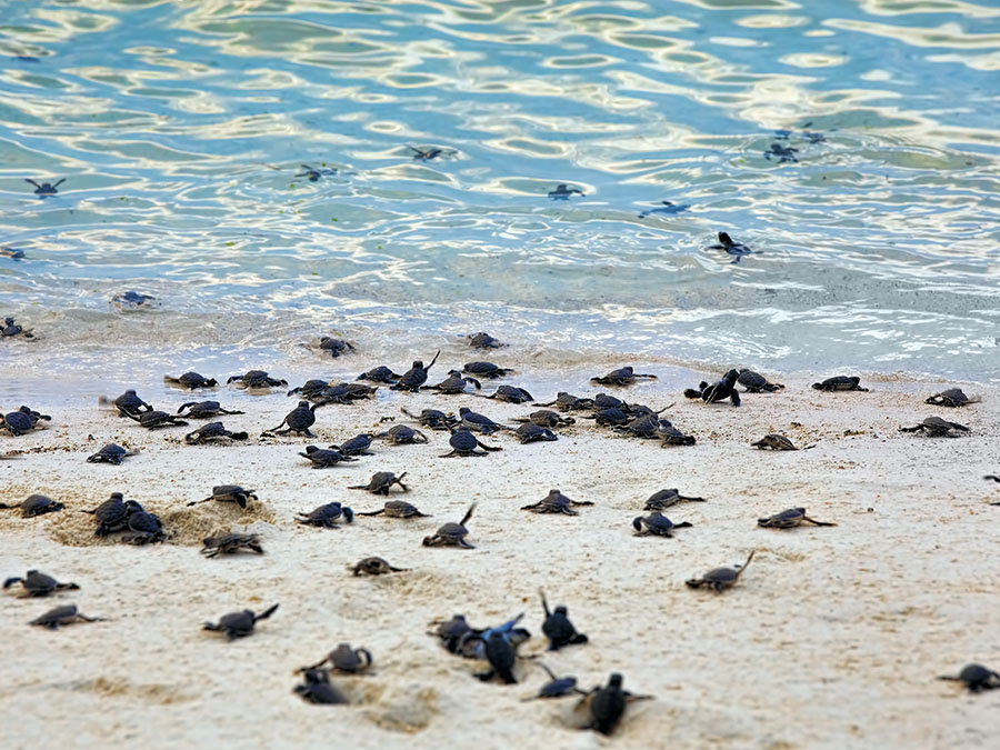 ¿Dónde liberar tortugas en México?