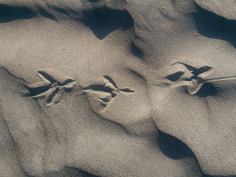 Liberación de tortugas en Tecolutla