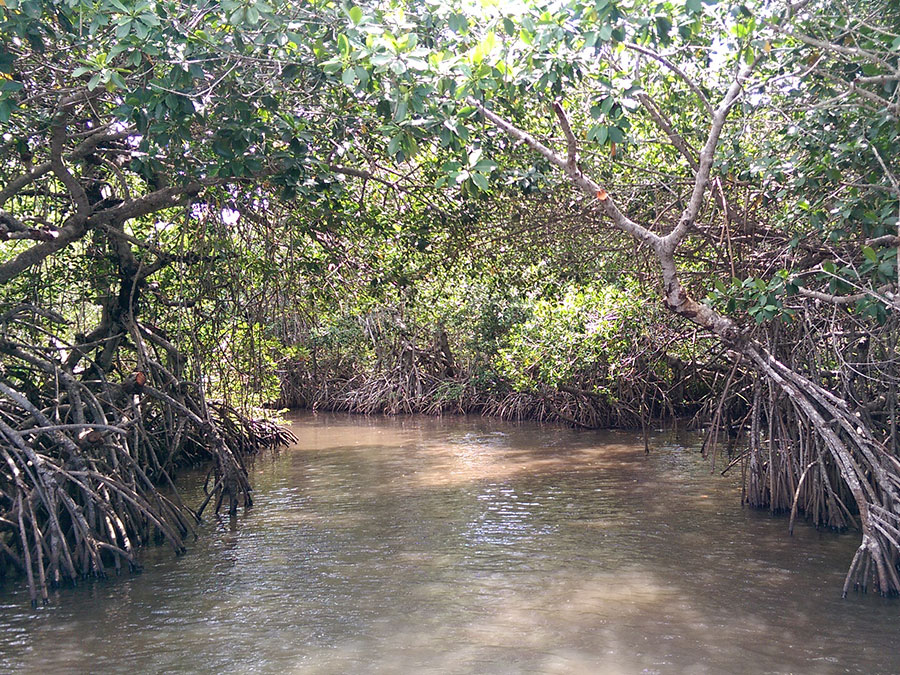 manglares de tecolutla