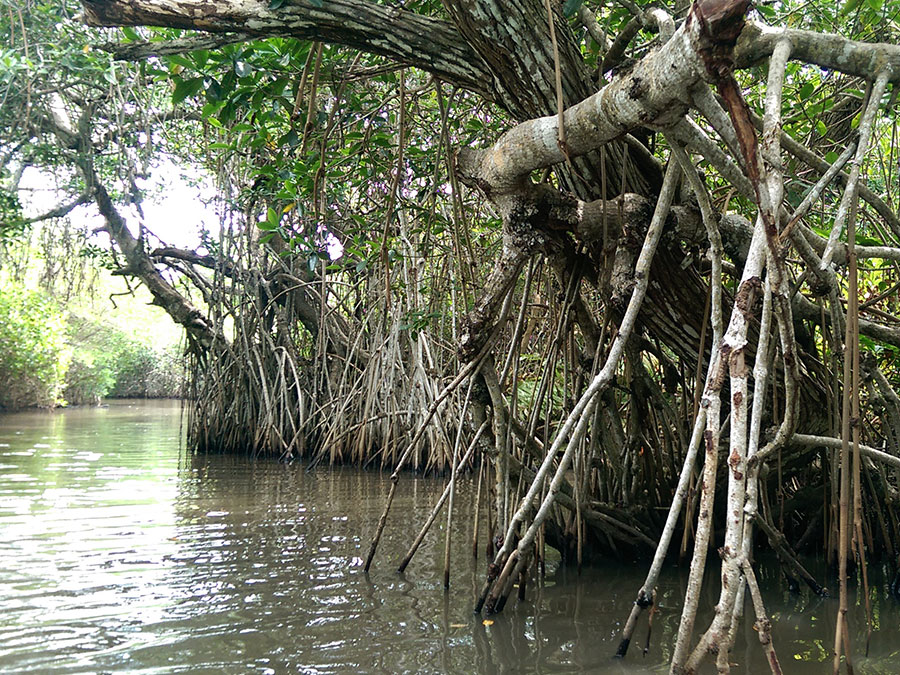 manglares de tecolutla