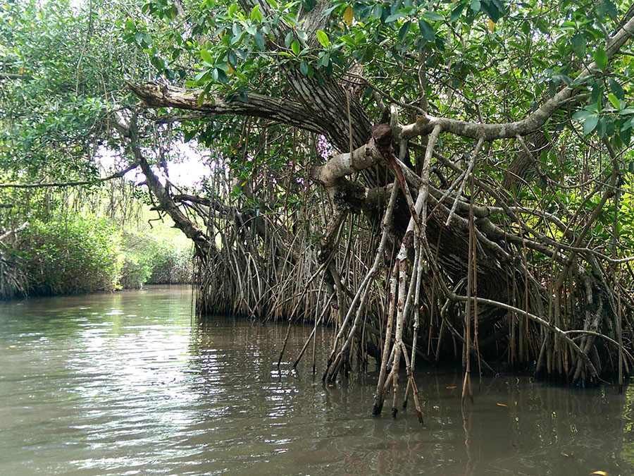 manglares de tecolutla