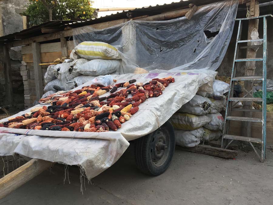 Conservación de maíces. En el patio de la casa de la familia de Juana conservan el maíz en costales y bajo techos de lámina. Si bien las trojes (estructura para guardar productos agrícolas) son conocidas, en diferentes poblaciones, se destinan espacios especiales para conservar las mazorcas y usarlas durante todo el año para diferentes fines, pero sobre todo para conservar su soberanía alimentaria. Si tienen maíz, son ricos, en su sabia cosmovisión. Puedes visitarlos en el recorrido por Tlaxcala que te recomendamos en la sección de ¿Qué hacer? Foto: Mariana Castillo