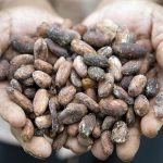 En el Día Internacional del Chocolate hay que reflexionar más sobre cacao