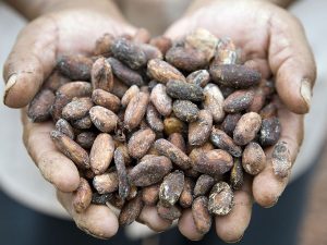 En el Día Internacional del Chocolate hay que reflexionar más sobre cacao