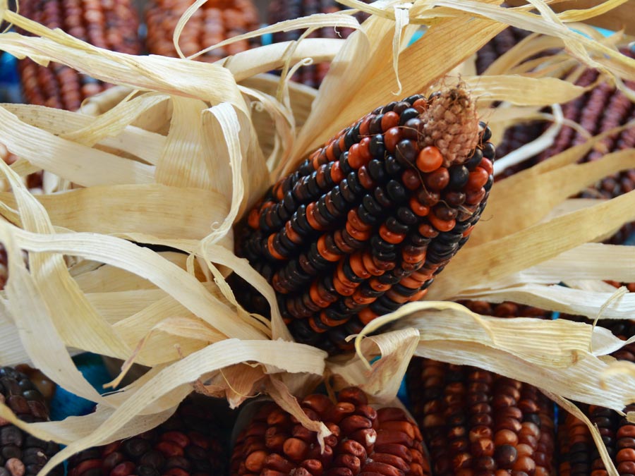 Día Nacional del Maíz, algunas razones para amar más a nuestro grano