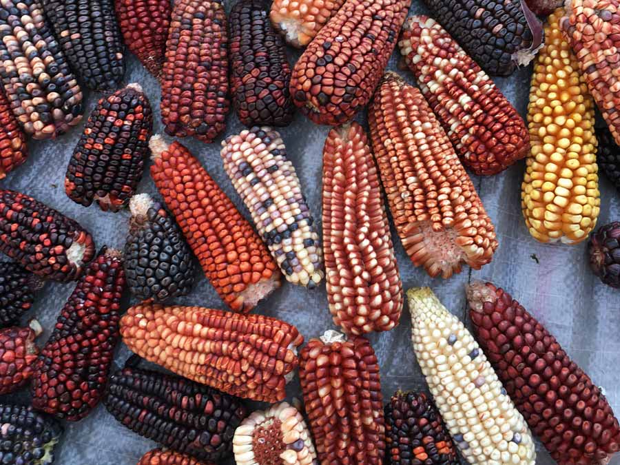 En esta galería te muestro algunos maíces que conocí en San Juan Bautista Ixtenco, en Tlaxcala, gracias a mujeres y hombres que los conservan. Estos campesinos y sus familias protegen sus variedades, rituales y comidas contra viento y marea. El maíz es cultura, comunidad y conocimiento. En América Latina hay cerca de 220 razas de maíz, de las cuales 59 son nativas de México, según datos de la Comisión Nacional para el Conocimiento y Uso de la Biodiversidad (CONABIO). Las razas se nombran a partir de sus características fenotípicas, el tipo de grano, el lugar o la región donde fueron recolectados o de donde son relevantes o por el nombre con el que se conocen por los grupos que los cultivan. Foto: Mariana Castillo