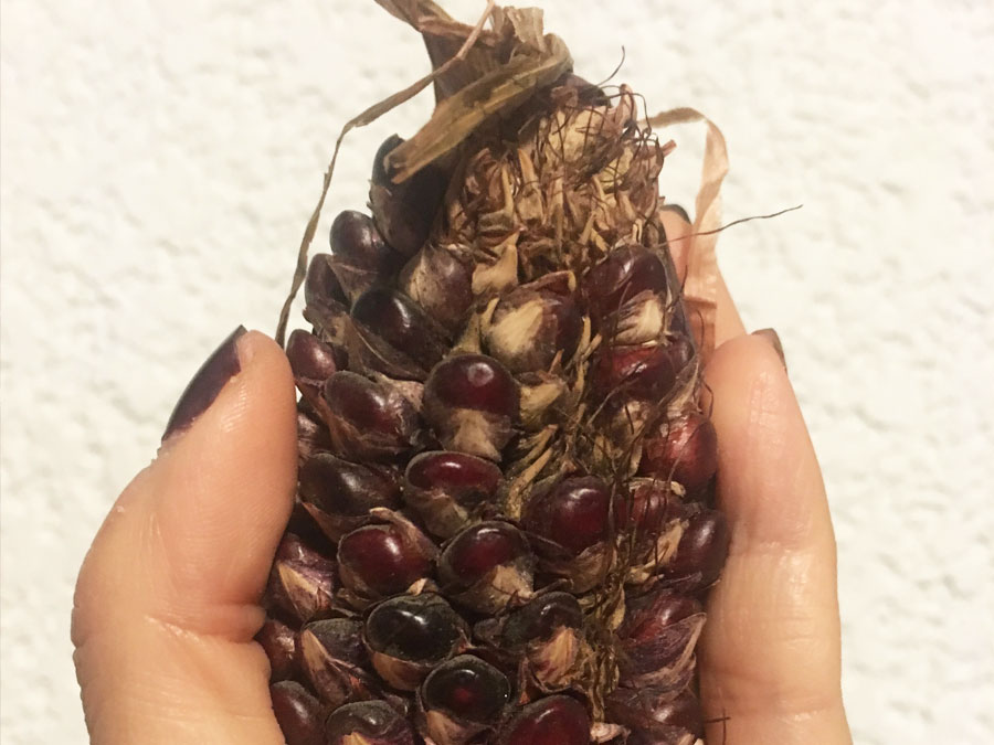 Maíz ajo. Esta es una variedad antigua que solo sirve como ornamento y también se conoce como tunicata. Hay de diferentes colores, este es morado pero los hay blancos y marfiles. Este me lo regaló Pedro Hernández Mujica, quien los conserva por gusto. Foto: Mariana Castillo