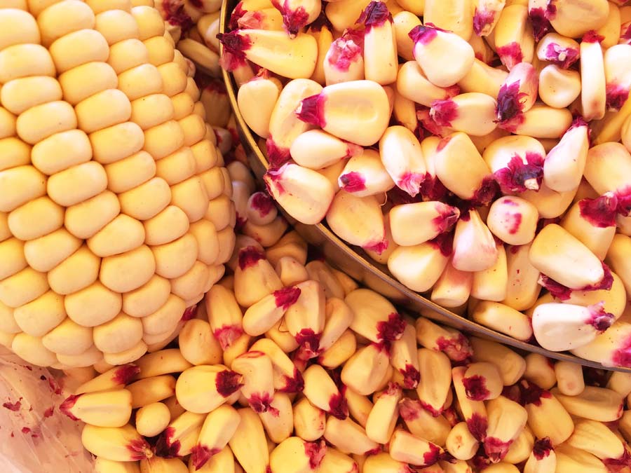 Maíz cacahuazintle. Esta variedad de tono crema y una punta color roja que se utiliza para preparar pozole y tortillas me la enseñó María Celerina Tzoni Solís, una mujer campesina y con más de 80 años. También cultiva otros maíces como blanco, azul, que ella llama “cabeza de gorrión” y coral. La siembra de todos estos es en marzo. Foto: Mariana Castillo