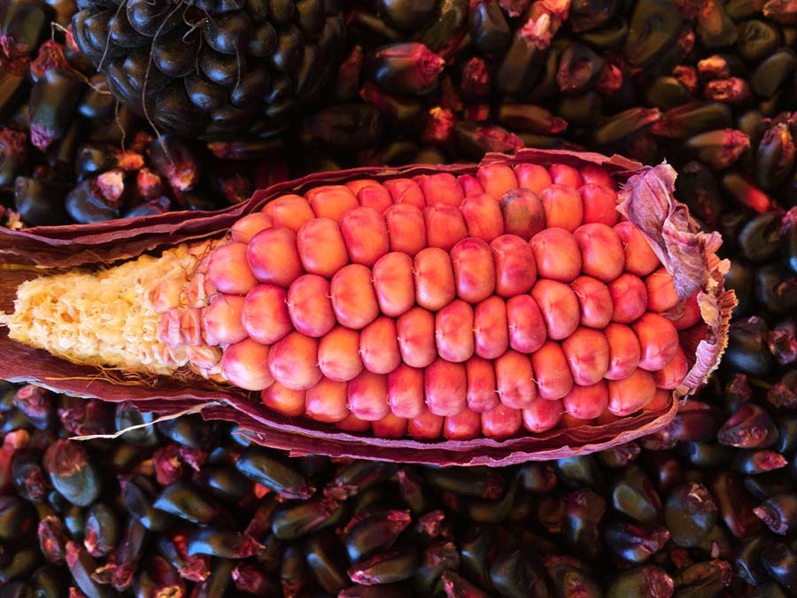 Maíz rosa. Reina Angoa tiene este maíz y lo usa para elaborar tortillas y atoles. Las hojas, los granos y los olotes son diferentes en cada uno y justo es esa diversidad lo que los hace bellos: no hay lugar para la homologación. Foto: Mariana Castillo