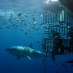 Isla Guadalupe, hogar del tiburón blanco