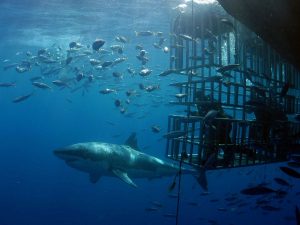 Isla Guadalupe, hogar del tiburón blanco