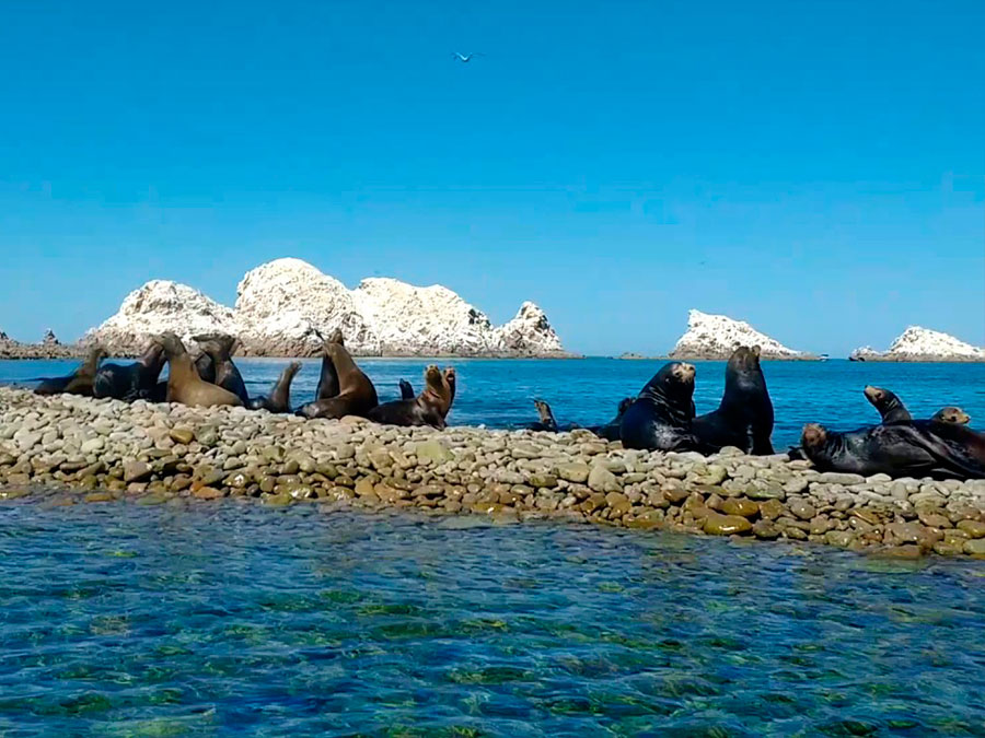 que hace en Puerto Peñasco