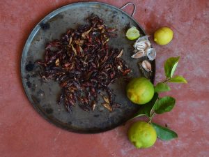 Chapulines en Oaxaca: ¿cómo se recolectan y cómo se cocinan?