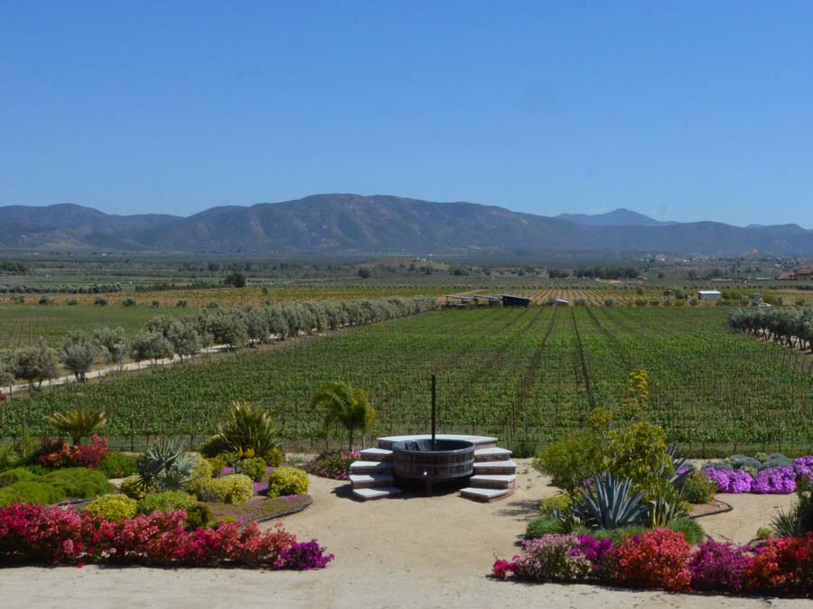 Finca La Carrodilla. Este es un lugar autosustentable y orgánico donde se busca la simbiosis entre animales, plantas y microorganismos. Sus vistas son privilegiadas y verás los viñedos y los huertos. Podrás tomar una copa o vivir una cata en sus salas de degustación, visitar la vinícola, hacer un evento o solo contemplar el paisaje. La Carrodilla cabernet sauvignon es una buena elección si quieres comprar algún vino. ¿Dónde?: Parcela 99 Z-1 P-14 s/n, Ejido El Porvenir, Del. Francisco Zarco Teléfono (646) 156 8052. Página web: fincalacarrodilla.mx