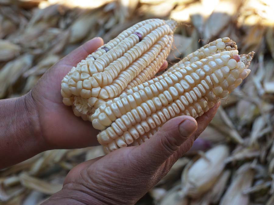 Asiste a la 7a Feria de la Agrobiodiversidad en Oaxaca Foto: Mariana Castilo