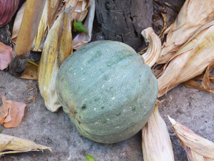 Calabaza en el patio de Vilma Aquino Foto: Mariana Castillo