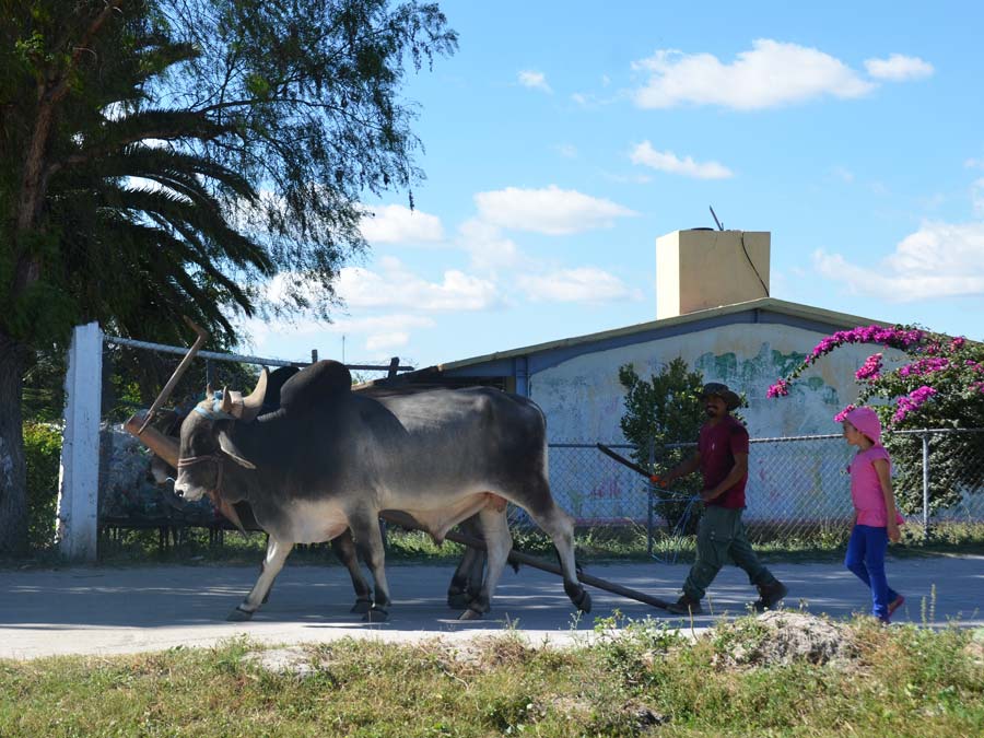 Una familia y su yunta en Ejido Unión Zapata, donde se realiza la Feria de la Agrobiodiversidad en Oaxaca Foto: Mariana Castillo