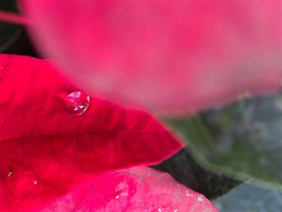 Cómo cuidar una flor de Nochebuena