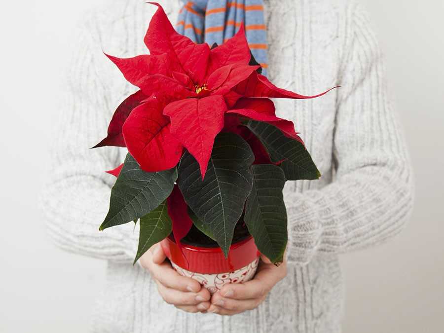 Cómo cuidar una flor de Nochebuena