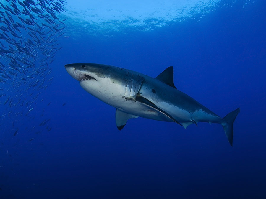 Isla Guadalupe