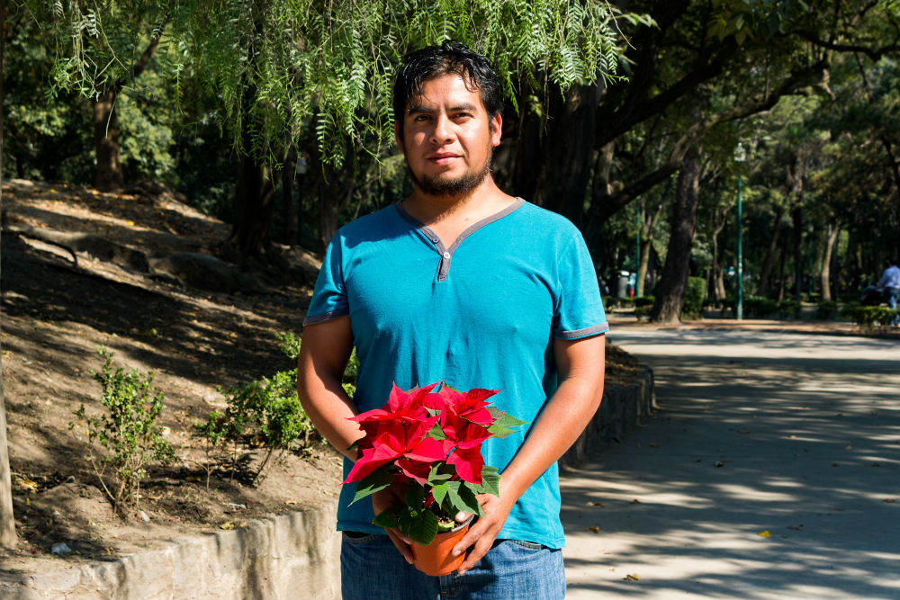 Nochebuenas que se cultivan en San Luis Tlaxialtemalco