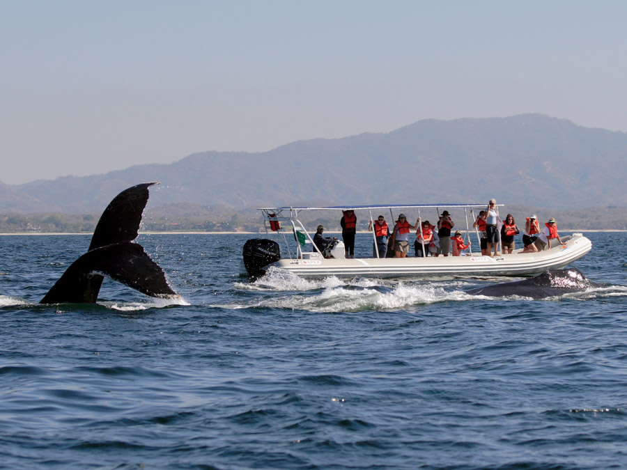 Avistamiento de ballenas en Riviera Nayarit Foto: Riviera Nayarit