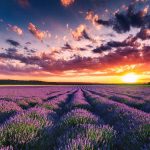 Campos de lavanda en Guanajuato, un colorido paraíso