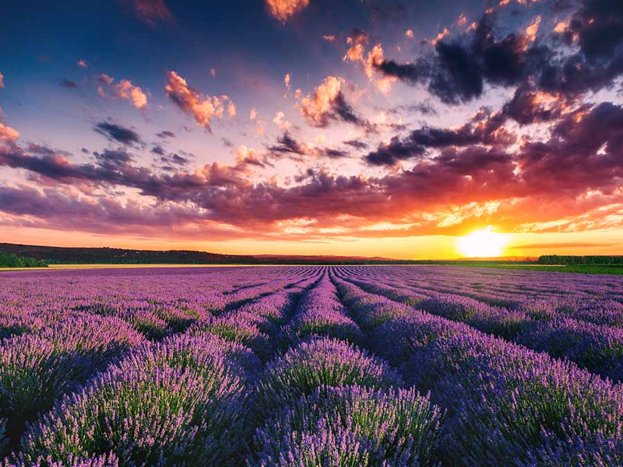 Campos de lavanda en Guanajuato, un colorido paraíso