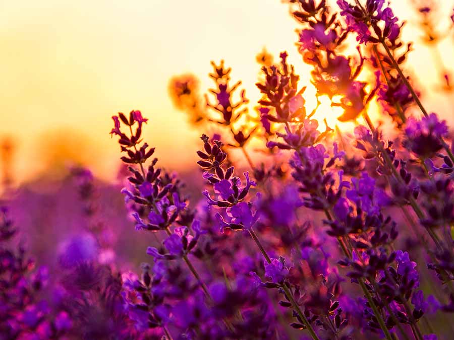 Campos de lavanda en GuanajuatoCampos de lavanda en Guanajuato