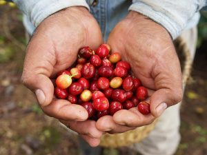 Café veracruzano: conoce más sobre él en esta ruta por Coatepec