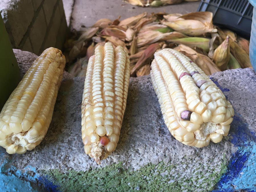 Libro sobre el maíz nativo en México: algunas miradas críticas sobre este alimento