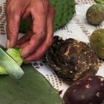 México Alimentaria 2017: sabores de la comida tradicional presentes en la expo