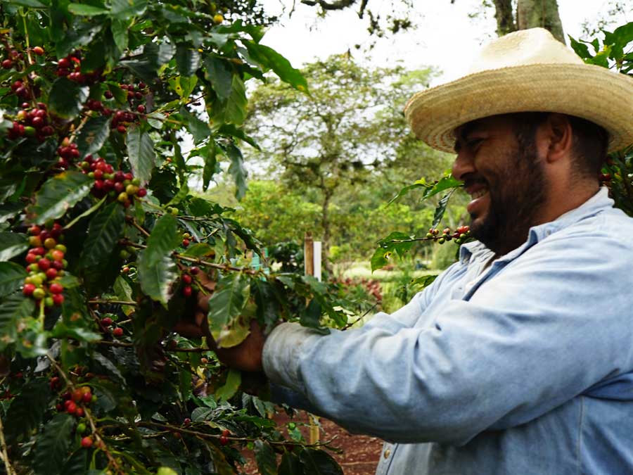 Yavet Sandoval y el café veracruzano Foto: Mariana Castillo