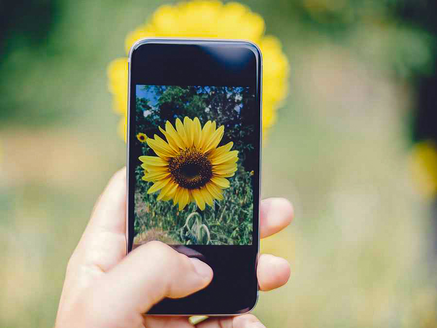 Naturalista, la red social para aprender sobre plantas y animales de México