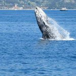 La ballena gris en México: avistamiento y datos curiosos sobre esta especie